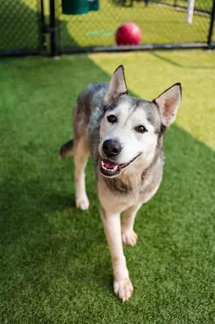 Photo of Maya, adoptable Mixed Breed
