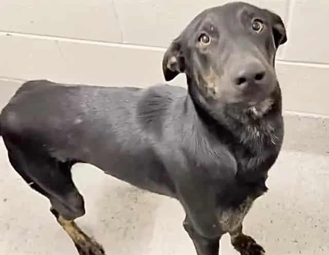 Photo of Senior Belgian Malinois mix, adoptable Belgian Malinois mix in Houston, Texas
