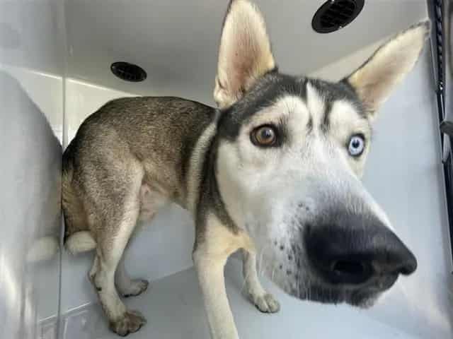 Photo of Senior Siberian Husky mix, adoptable Siberian Husky mix in Houston, Texas