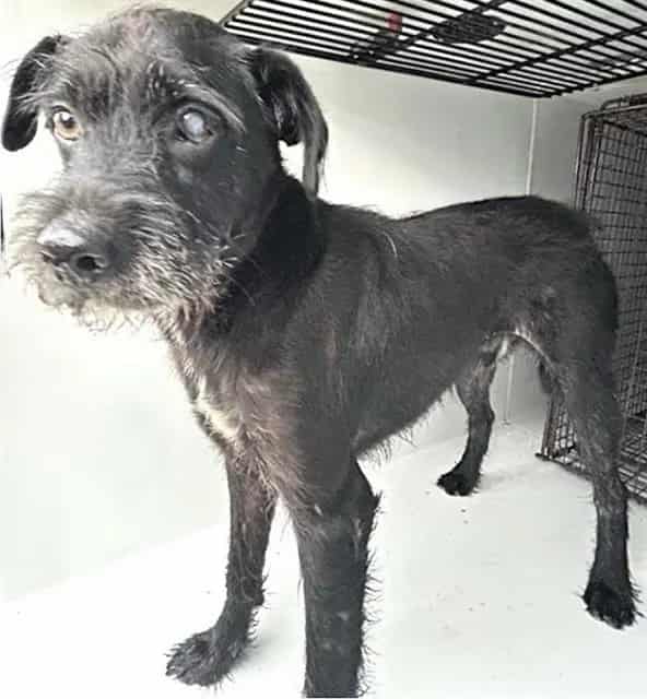 Photo of Senior Schnauzer - Miniature mix, adoptable Schnauzer - Miniature mix in Houston, Texas