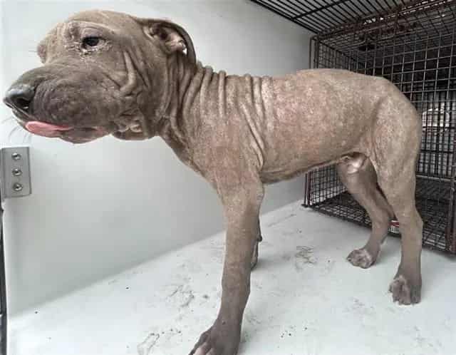 Photo of Senior Presa Canario mix, adoptable Presa Canario mix in Houston, Texas
