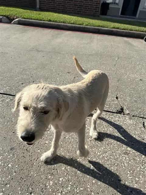 Photo of Senior Schnauzer - Giant mix, adoptable Schnauzer - Giant mix in Houston, Texas