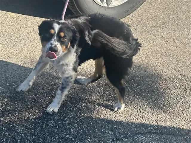 Photo of Senior Australian Shepherd mix, adoptable Australian Shepherd mix in Houston, Texas