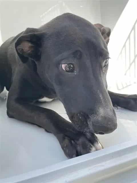 Photo of Nyla, adoptable Staffordshire Bull Terrier mix in Houston, Texas