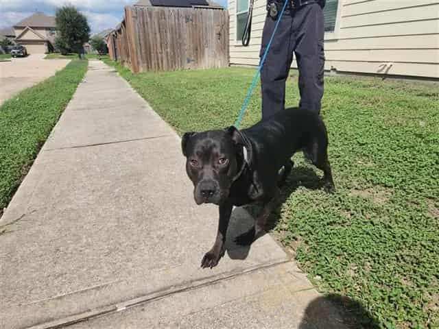 Photo of Senior Pit Bull Terrier mix, adoptable Pit Bull Terrier mix in Houston, Texas
