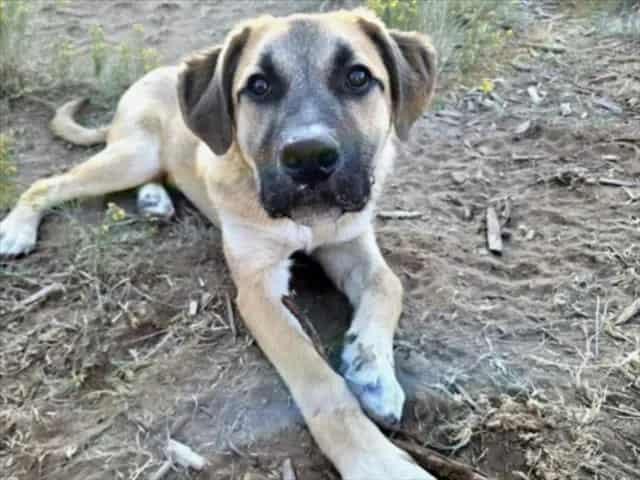 Photo of Rudy Roo, adoptable Mixed Breed in Santa Fe, New Mexico