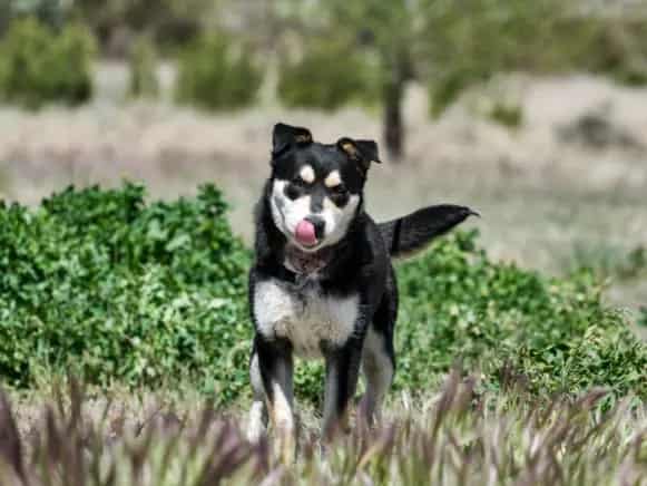 Photo of Masco, adoptable Mixed Breed in Santa Fe, New Mexico