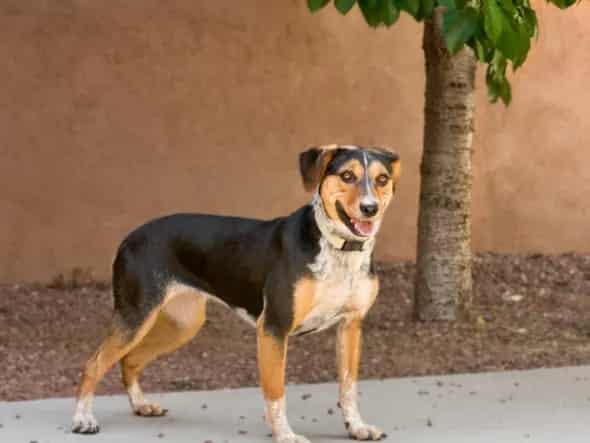 Photo of Lucky Charms, adoptable Mixed Breed in Santa Fe, New Mexico
