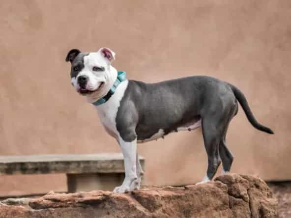 Photo of Betty, adoptable Mixed Breed in Santa Fe, New Mexico