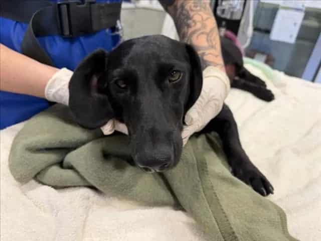 Photo of Henri, adoptable Mixed Breed in Santa Fe, New Mexico