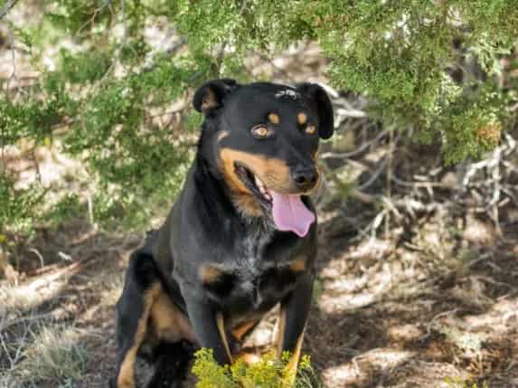 Photo of Fresh Prince, adoptable Mixed Breed in Santa Fe, New Mexico