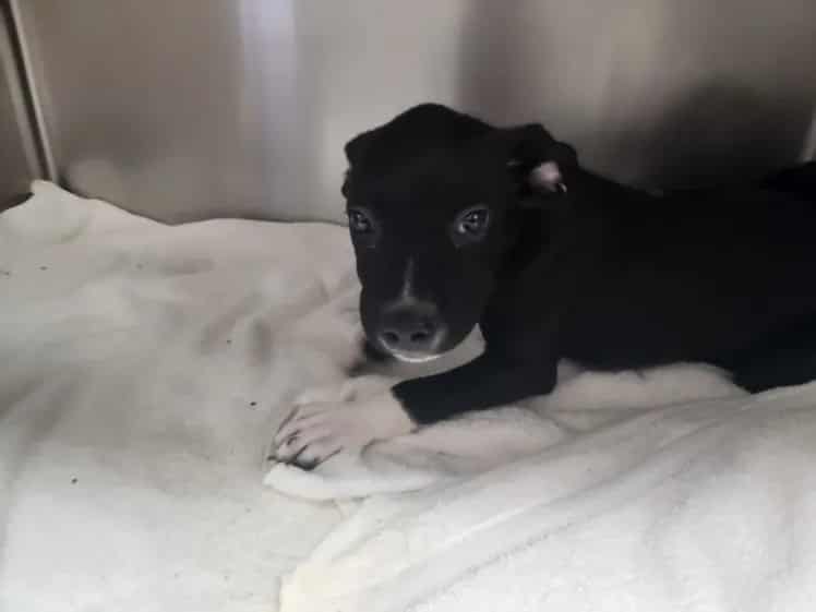 Photo of Lenny, adoptable Mixed Breed in Santa Fe, New Mexico