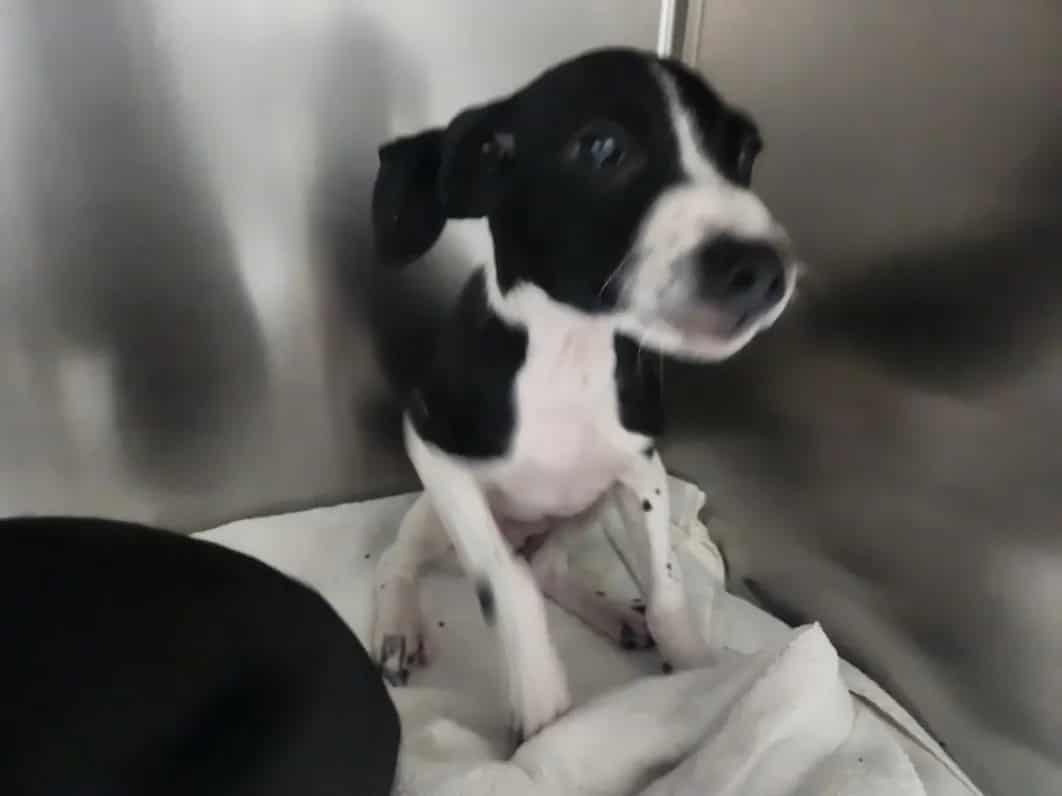 Photo of Squiggy, adoptable Mixed Breed in Santa Fe, New Mexico