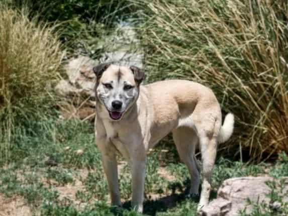 Photo of Sheba, adoptable Mixed Breed in Santa Fe, New Mexico