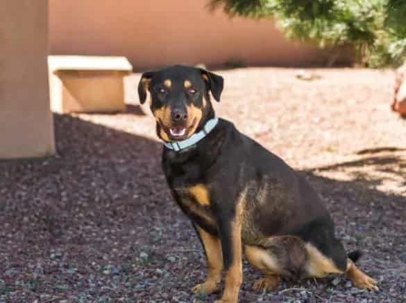 Photo of Trinity, adoptable Mixed Breed in Santa Fe, New Mexico