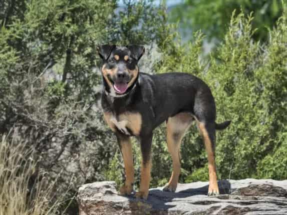 Photo of Brownie, adoptable Mixed Breed in Santa Fe, New Mexico