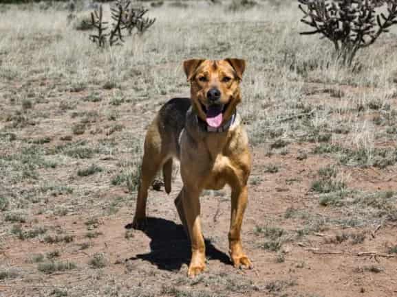 Photo of Joey, adoptable Mixed Breed in Santa Fe, New Mexico