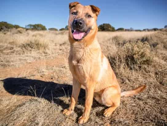 Photo of Niles, adoptable Mixed Breed in Santa Fe, New Mexico