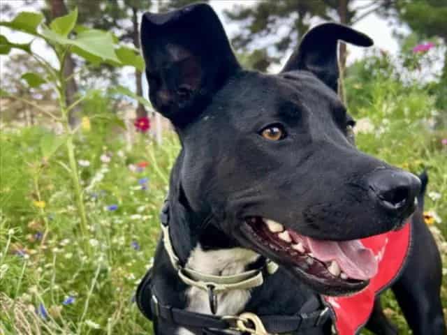Photo of Zane, adoptable Mixed Breed in Santa Fe, New Mexico