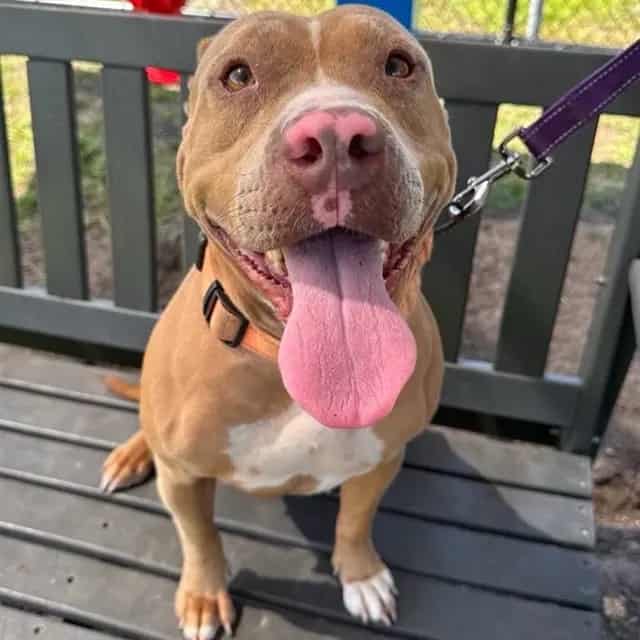 Photo of Cider, adoptable dog in Palmetto, Florida