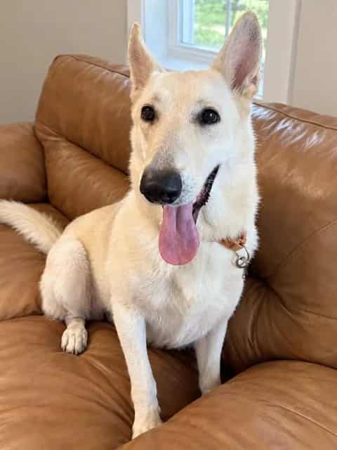 Photo of Moira, adoptable dog in Palmetto, Florida