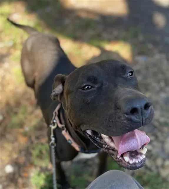 Photo of Picasso, adoptable dog in Palmetto, Florida