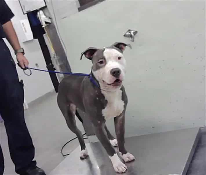 Photo of Senior Staffordshire Bull Terrier mix, adoptable Staffordshire Bull Terrier mix in Houston, Texas