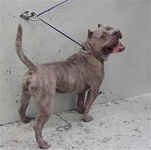 Photo of Marvin, adoptable American Bulldog mix in Houston, Texas