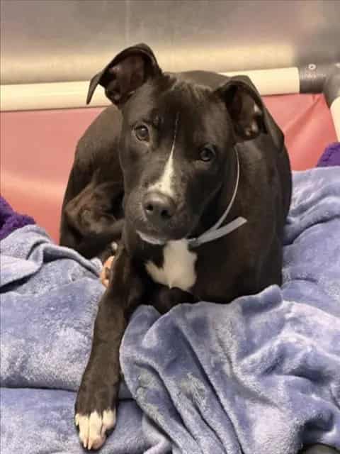 Photo of Lady, adoptable Staffordshire Bull Terrier mix in Houston, Texas