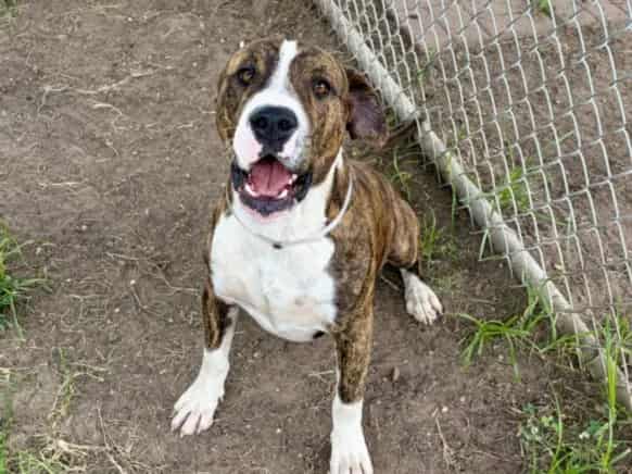 Photo of Frankie, adoptable Staffordshire Bull Terrier mix in Houston, Texas