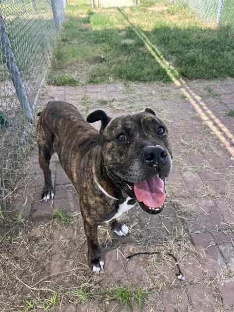 Photo of Buck, adoptable Mastiff mix in Houston, Texas