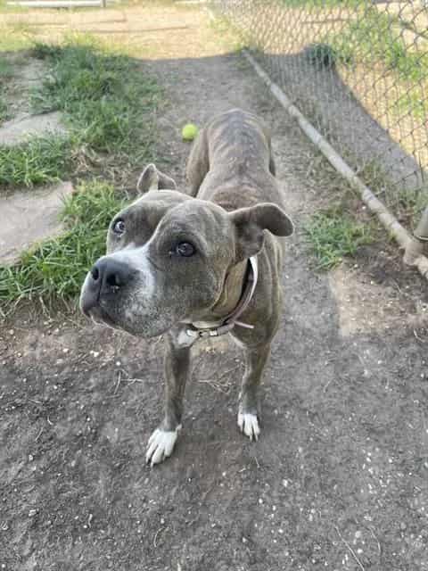 Photo of Mimi, adoptable Staffordshire Bull Terrier mix in Houston, Texas