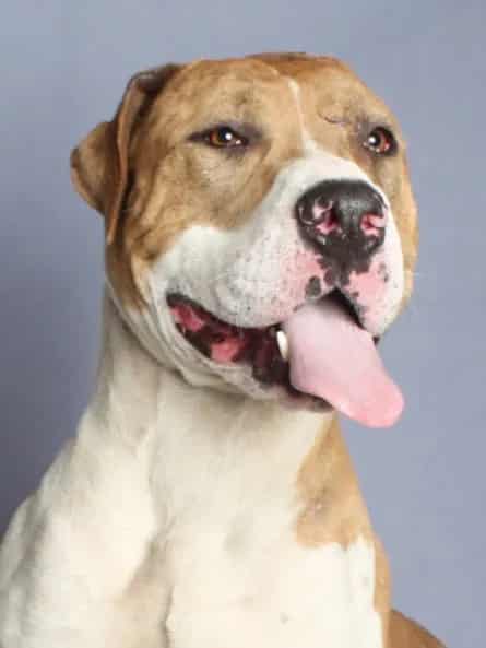 Photo of Andre, adoptable Pit Bull Terrier and Catahoula Leopard Hound