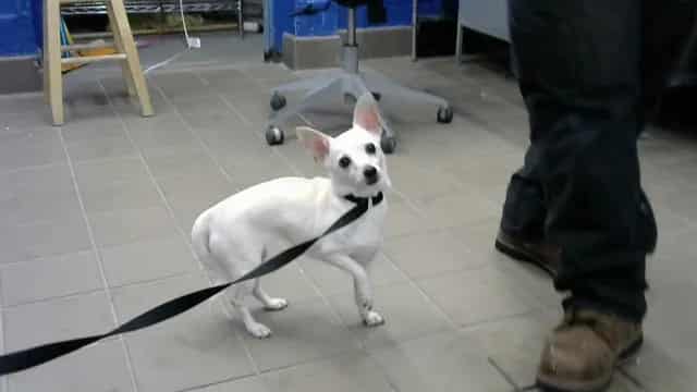 Photo of Nala, adoptable Chihuahua - Smooth Coated mix in Albuquerque, New Mexico