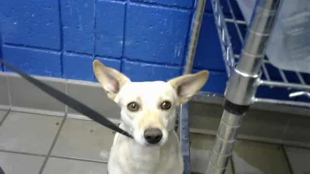 Photo of Gizmo, adoptable Chihuahua - Smooth Coated mix in Albuquerque, New Mexico