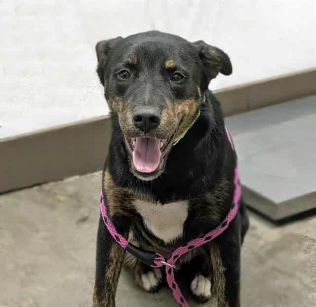 Photo of Bo, adoptable dog