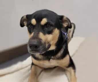 Photo of Dandelion, adoptable dog