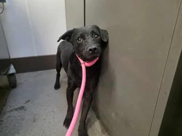 Photo of Vader, adoptable dog