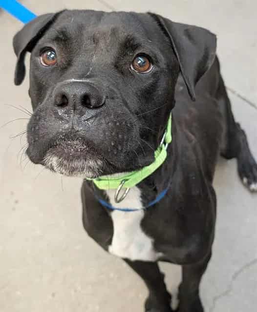 Photo of Hop Scotch, adoptable dog