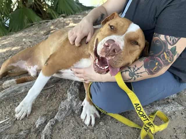 Photo of Kilo, adoptable dog