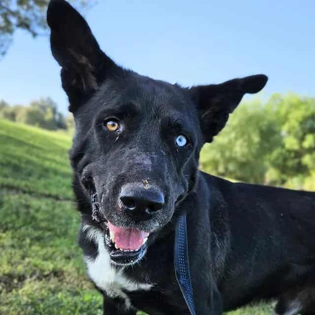 Photo of Major, adoptable dog