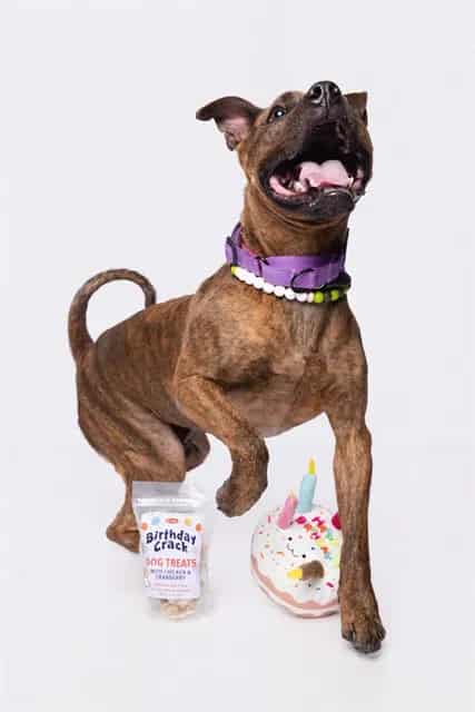 Photo of Rex, adoptable American Bulldog mix in Miami, Florida