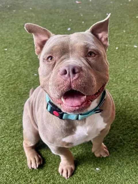 Photo of Zeus, adoptable American Bulldog mix in Miami, Florida