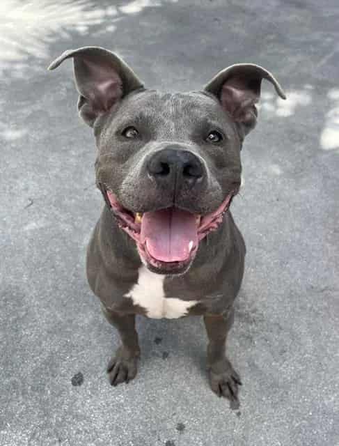 Photo of Shadow, adoptable Bulldog mix in Miami, Florida