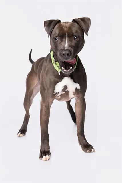 Photo of Roscoe, adoptable American Bulldog in Miami, Florida
