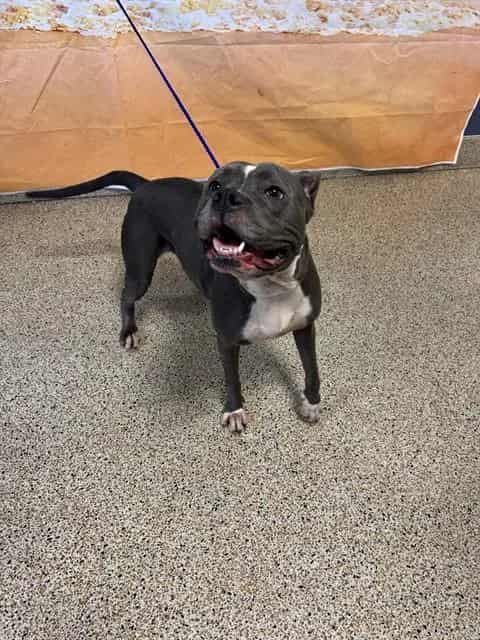 Photo of Layla, adoptable American Bulldog in Miami, Florida