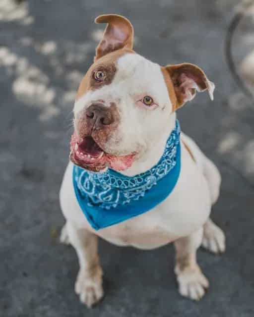 Photo of Bruno, adoptable American Bulldog in Miami, Florida