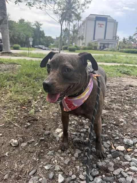 Photo of Mia, adoptable Terrier in Miami, Florida
