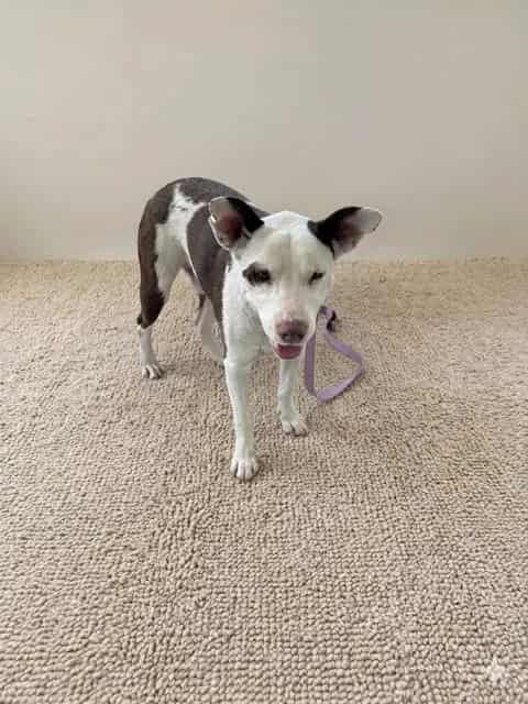 Photo of Rocky, adoptable American Bulldog in Miami, Florida