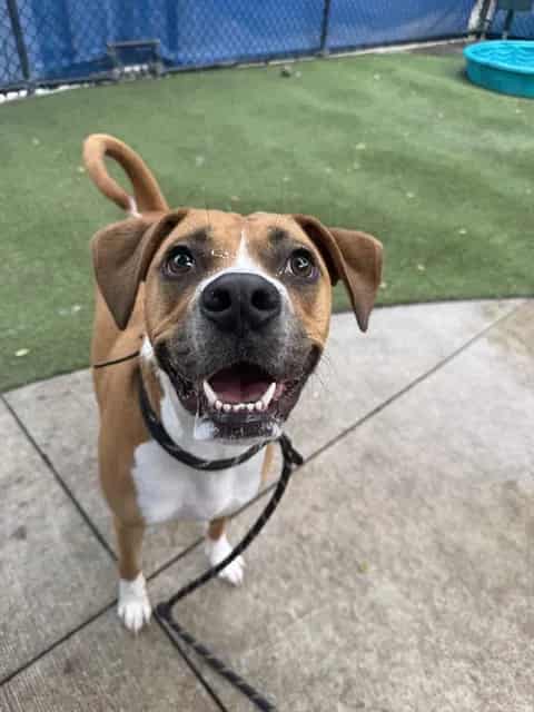 Photo of Willow, adoptable Boxer mix in Miami, Florida